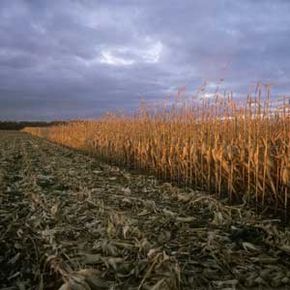 Assessing the Impact of Alternative Fuels on Global Corn Supply