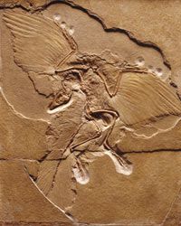 Did Dinosaurs Really Have Feathers? New Evidence Explained