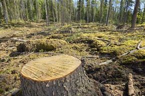 Understanding Deforestation: Causes, Consequences, and Solutions