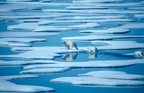 Global Warming and the Rapid Decline of Polar Bears