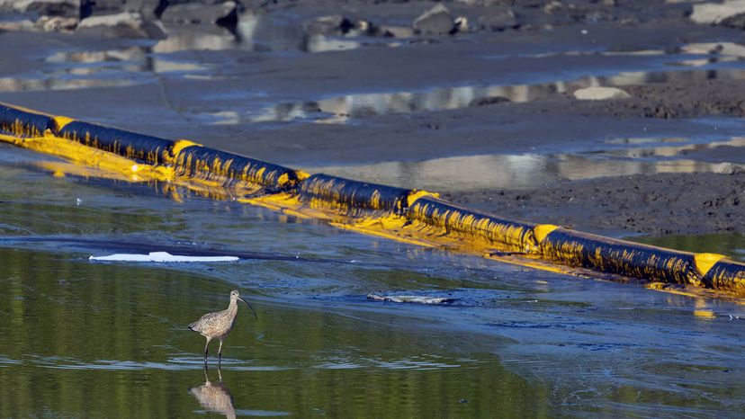 Effective Oil Spill Cleanup: Proven Methods for Protecting Wildlife