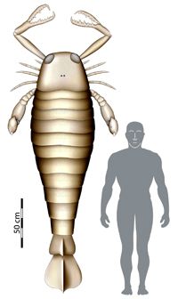 Was the Ancient Sea Scorpion Earth s Largest Bug?