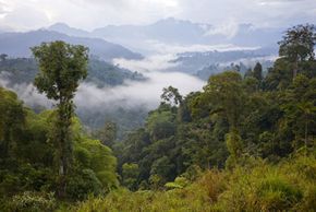 Understanding Carbon Offsets: A Clear Guide to Reducing Global Emissions