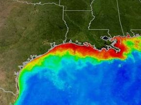Dead Zone Dynamics: Why Phytoplankton Blooms Threaten Gulf Coast Waters