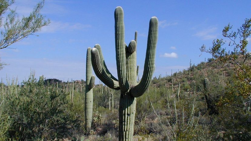 Explore the Saguaro Cactus: The Iconic Symbol of the American Southwest