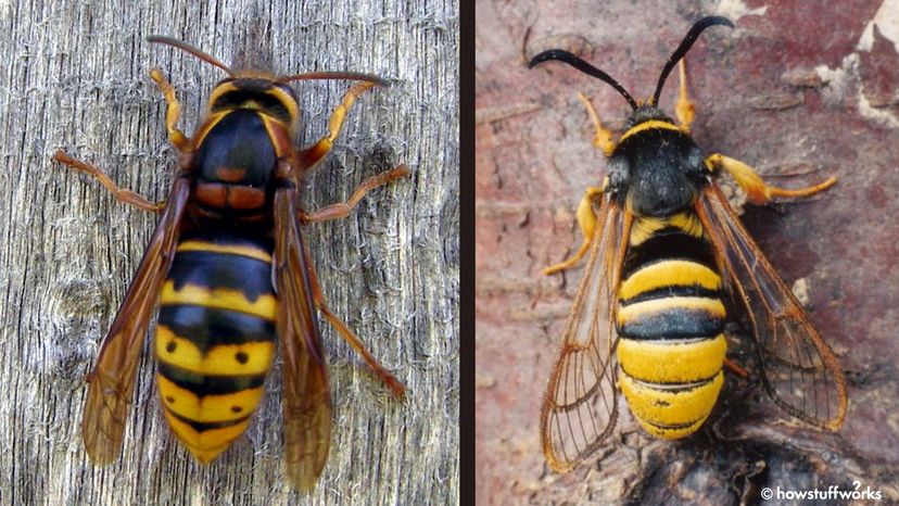 Batesian Mimicry: How Species Use Copycat Tactics for Survival