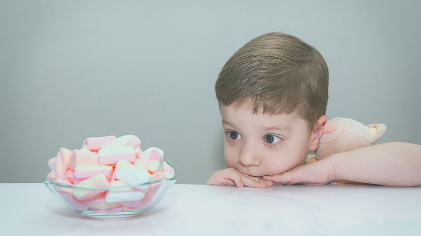 The Marshmallow Test Explained: Do Animals Master Delayed Gratification?