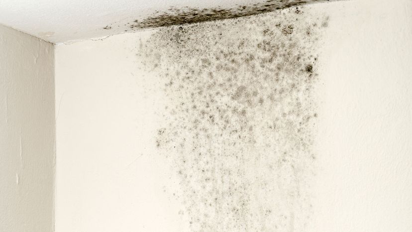 The Real Health Risks of Black Mold: What You Need to Know