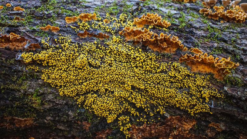 Unraveling Slime Mold Intelligence: How They Make Decisions Without a Brain
