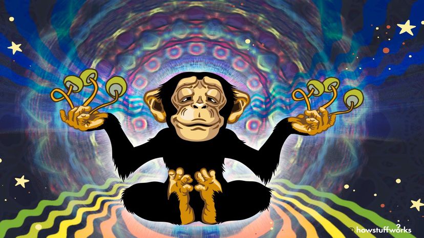 Did Magic Mushrooms Drive Human Evolution? Examining the Stoned Ape Hypothesis