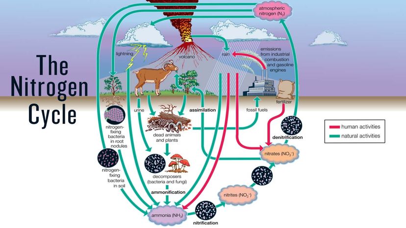 Understanding the Key Steps of the Nitrogen Cycle