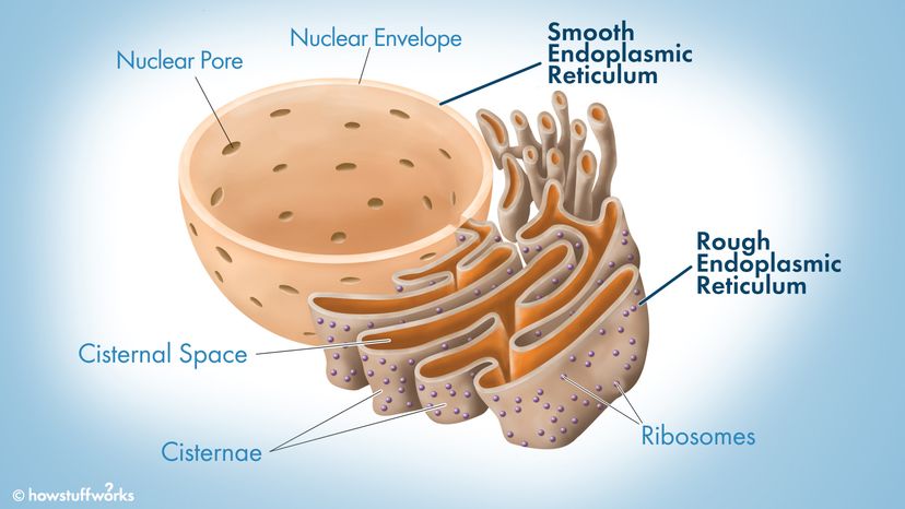 The Endoplasmic Reticulum: Key Functions in Protein Processing and Cellular Transport