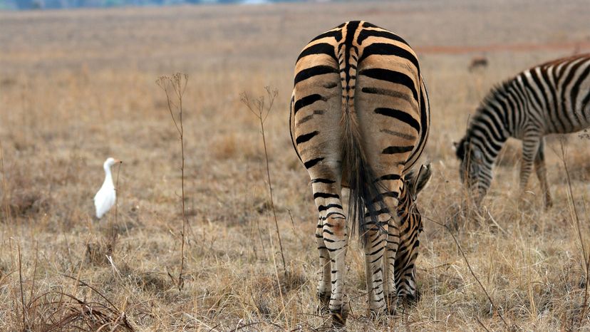 Commensalism Explained: One Species Gains While the Other Remains Unaffected