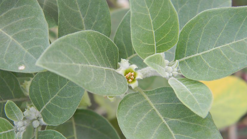 Ashwagandha: The Ayurvedic Adaptogen Explained