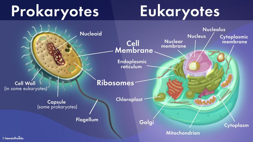 Key Differences Between Prokaryotic and Eukaryotic Cells Explained