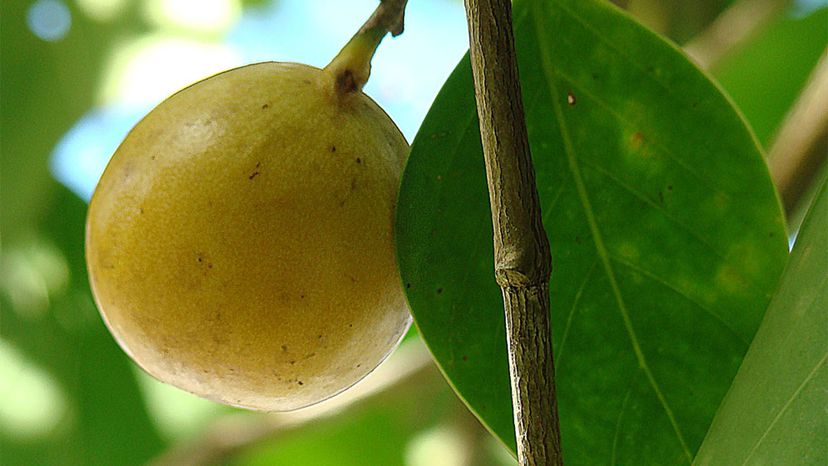 The Manchineel (Death Apple): World s Most Poisonous Tree