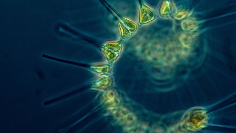 Plankton: Earth s Tiny Powerhouse of Photosynthesis