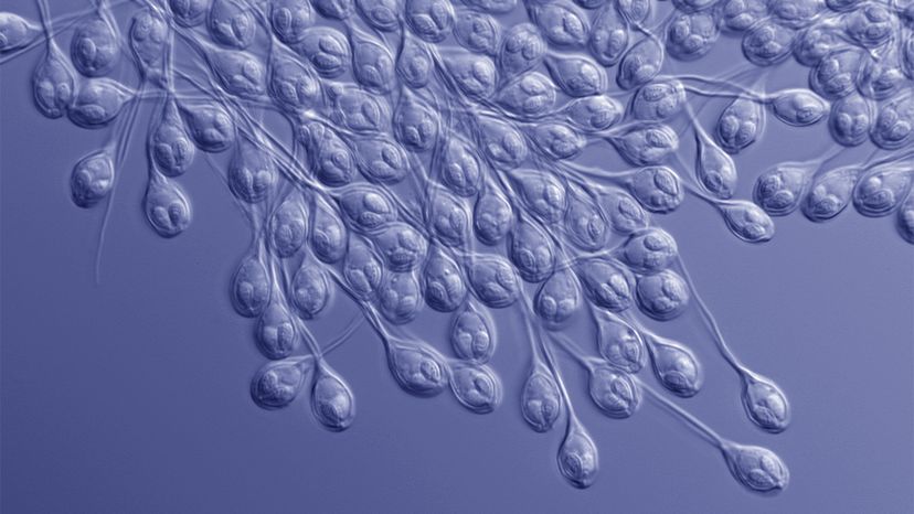 Meet the Only Known Animal That Can Live Without Oxygen