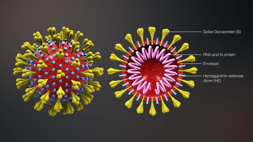 How Long Do Viruses Persist on Surfaces? Key Facts & Findings
