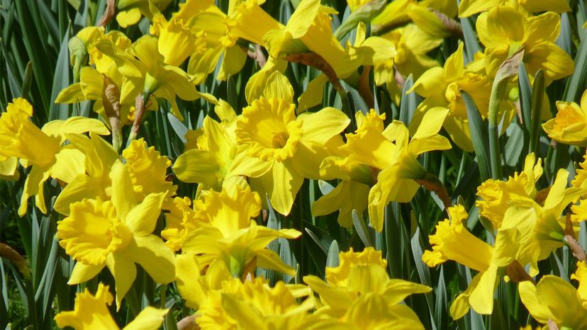 Easy Daffodil Growing Guide: Year‑After‑Year Blooms for Your Garden