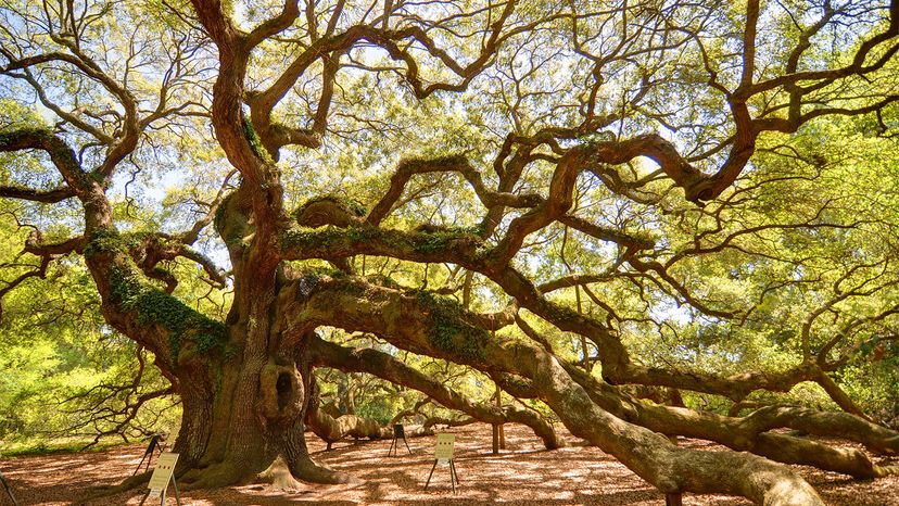 Discover the 500‑Year‑Old Angel Oak, a Living Witness to South Carolina’s History