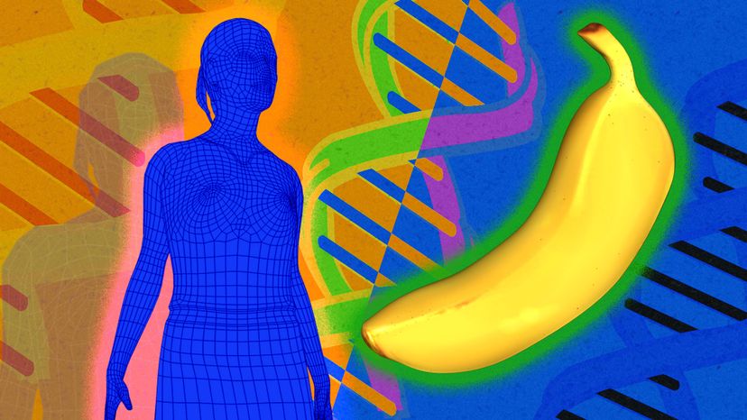 Do Humans and Bananas Share 50% of Their DNA? Exploring the Science Behind the Claim