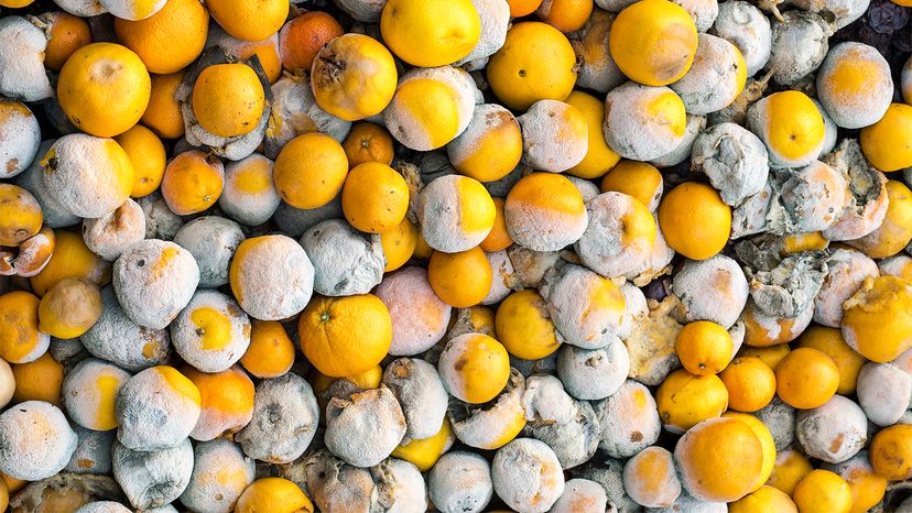 Fungi: Nature s Master Decomposers