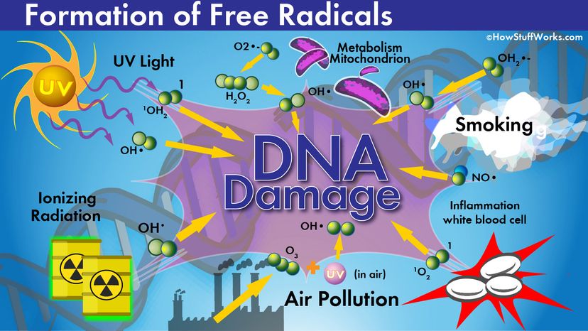 The Impact of Free Radicals on Your Body: What You Need to Know