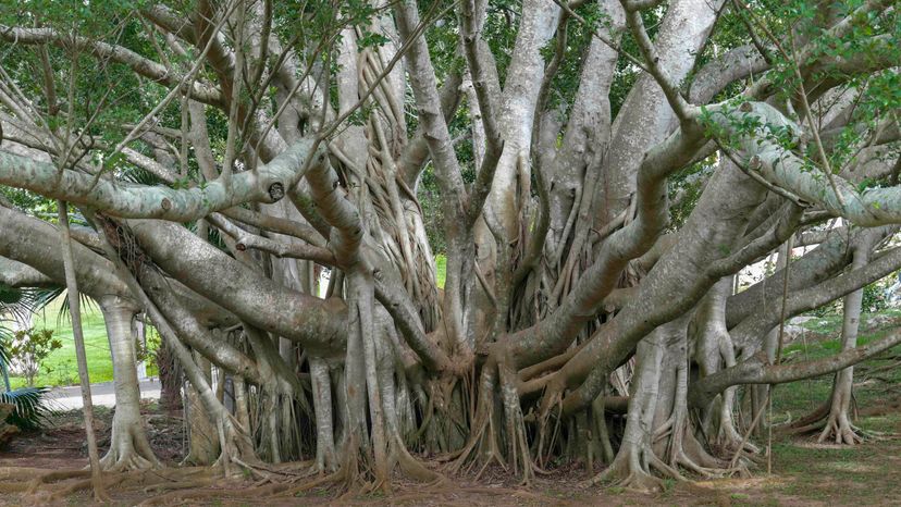 The Mighty Banyan Tree: A Living Wonder That Spreads and Survives for Centuries