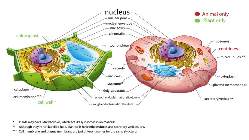 Key Differences Between Plant and Animal Cells