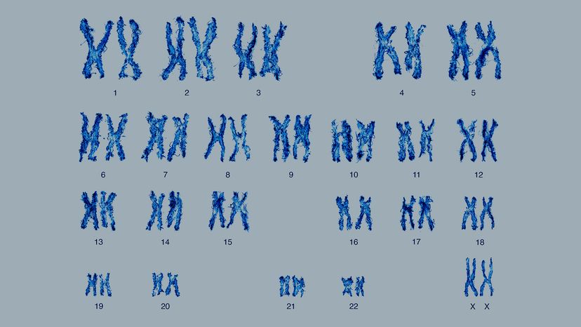The Science Behind Human Chromosome Count: Why We Have 23 Pairs