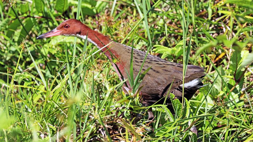Did the Aldabra Rail Evolve Twice? Exploring Flightless Rail Evolution