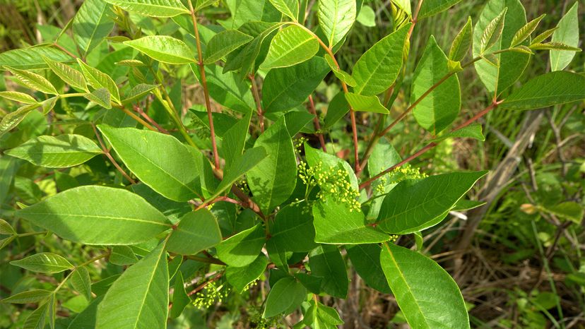 Effective Treatment and Care for Poison Sumac Exposure
