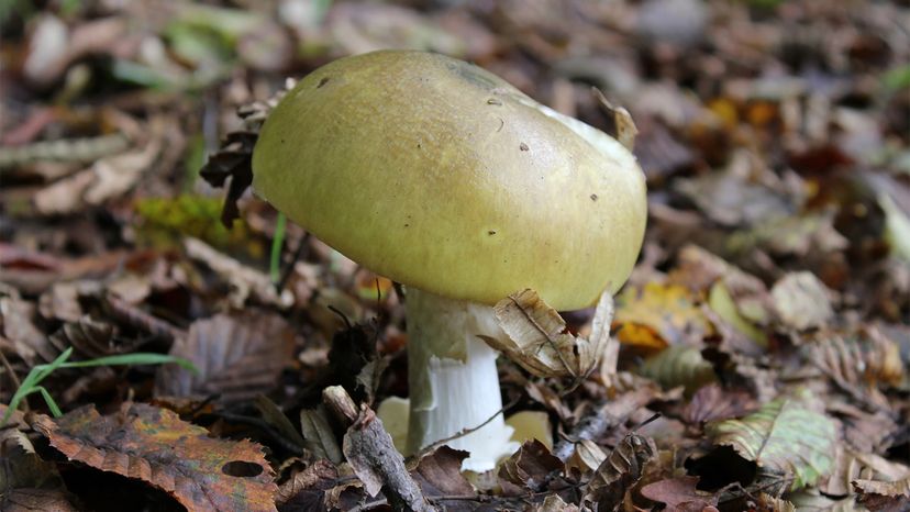 Death Cap Mushroom Threatens North America: Understanding the Rising Risk