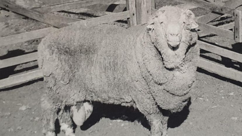 Historic 1968 Sheep Sperm Successfully Fertilizes 37 Ewes After Cryogenic Preservation