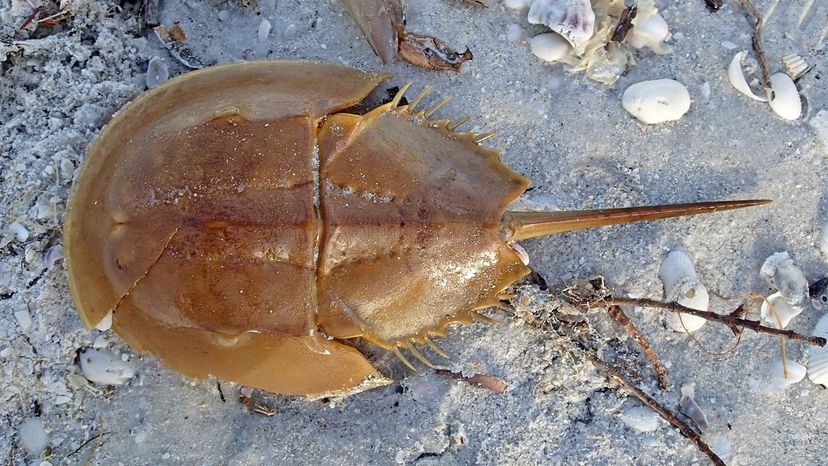 Biomedical Blood Collection Threatens Horseshoe Crabs