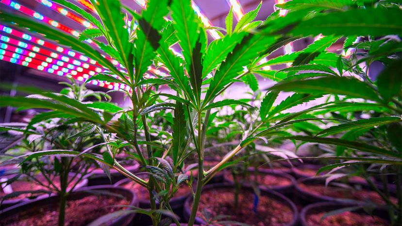 Legal Marijuana Boom: Indoor Growing Threatens Air Quality