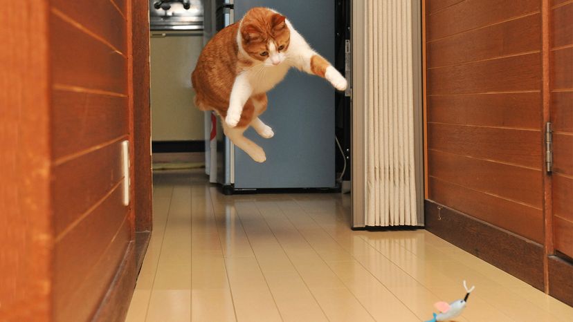 Why Cats Go Wild Over Catnip: The Science Explained