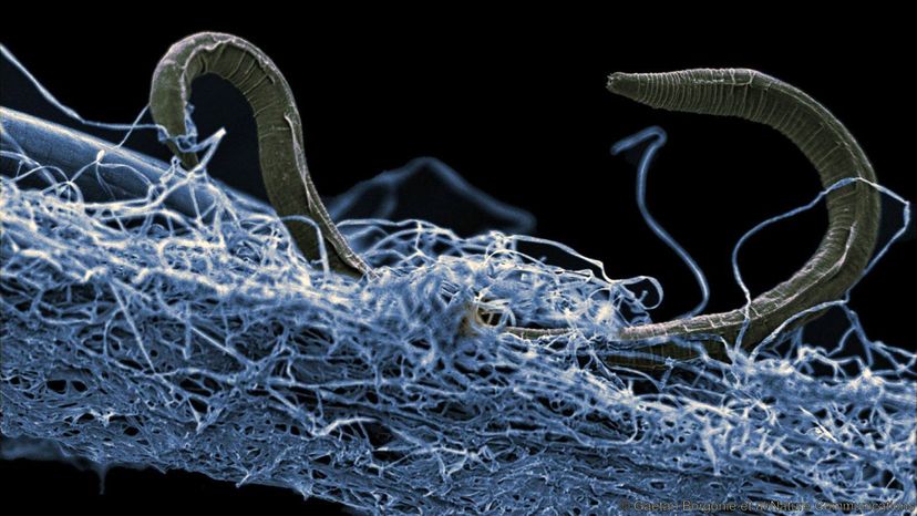 Scientists Discover New Nematode 1.4 km Beneath South African Mine