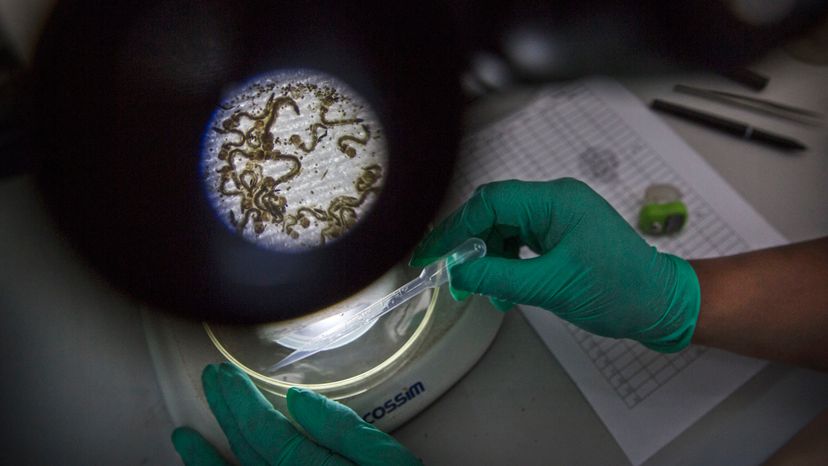 Scientists Urge Creation of Global Germ Bank for Future Medical Advancements