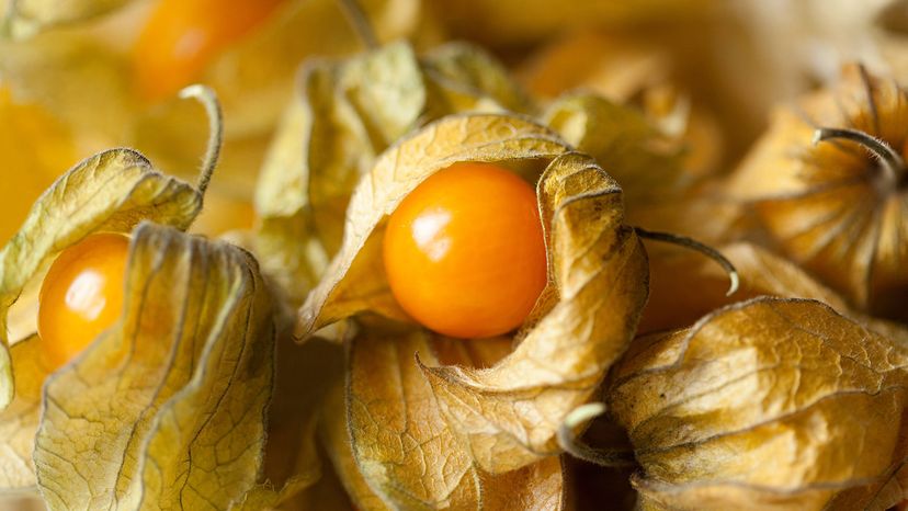 CRISPR May Make Rare Groundcherry a U.S. Supermarket Staple