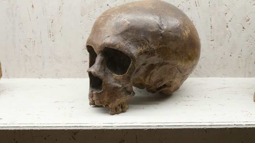 How Neanderthal Gene Flow Strengthened Human Immunity