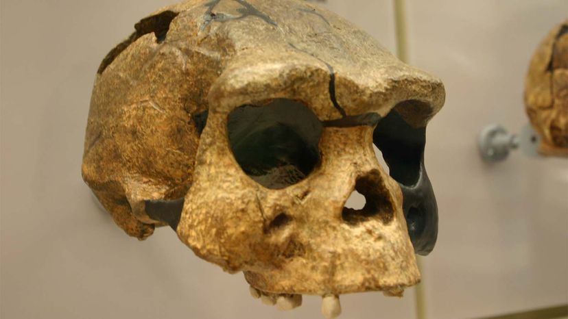 Did Laziness Lead to the Demise of a Human Ancestor?