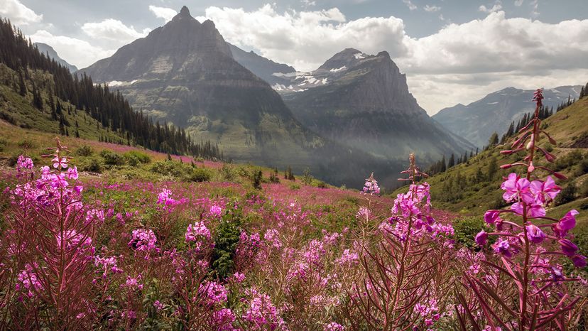 Fireweed: Nature s First Bloom After Forest Fires