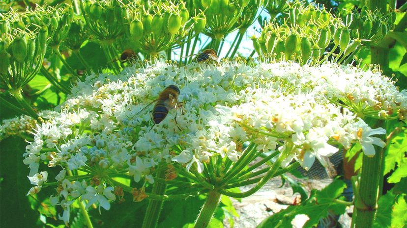 Beware: Giant Hogweed Sap Can Trigger Severe Sunburn