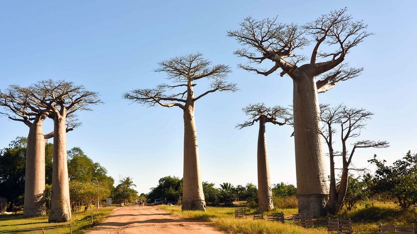 Massive Die-Off of Africa s Legendary Baobab Trees Signals Climate Crisis