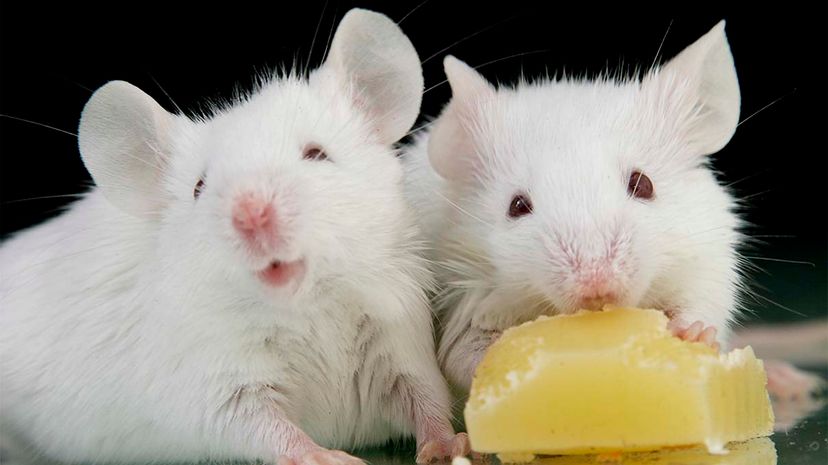 New Study Shows How to Suppress Sugar Cravings in Mice, Paving Way for Weight Management