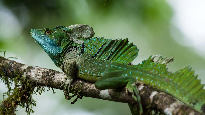 Scientists Develop a  Periodic Table  of Ecological Niches to Forecast Climate Change Impacts