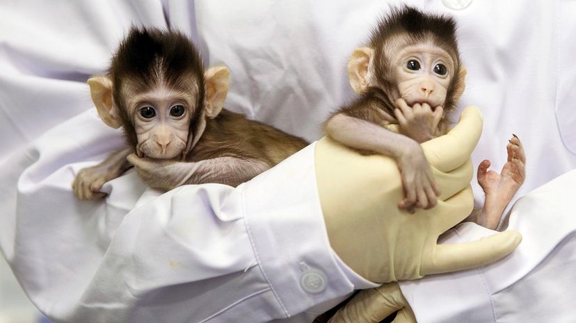 China Produces First Twin Monkeys Cloned with Dolly Technique