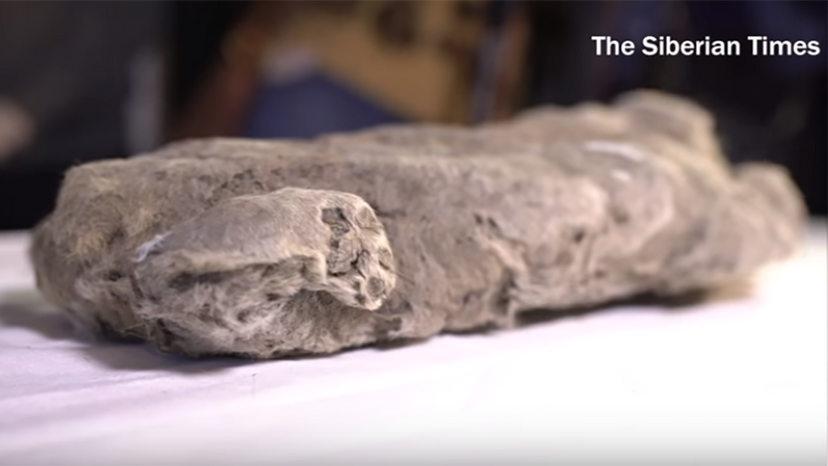 Fully Preserved Prehistoric Lion Cub Unearthed in Russian Permafrost—A Breakthrough in Paleontology